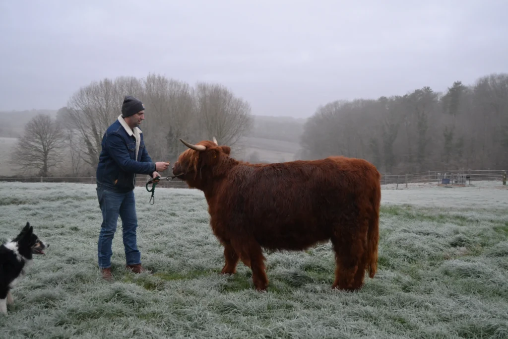 Boer die een Schotse Hooglander voert in een mistig veld met een border collie.